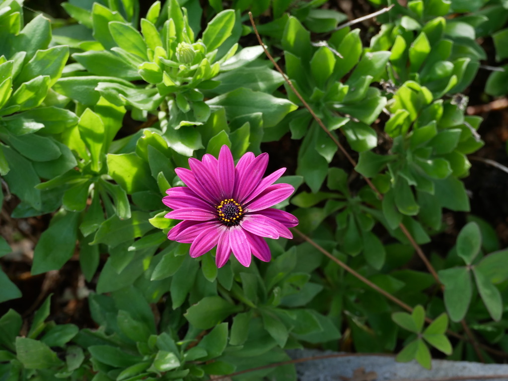 Comprendre ce qui se joue en psychothérapie